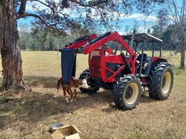 Calf held in impromptu Sling from Zetor.jpg